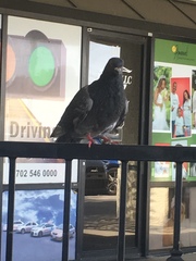 Columba livia domestica