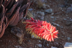 Aloe claviflora