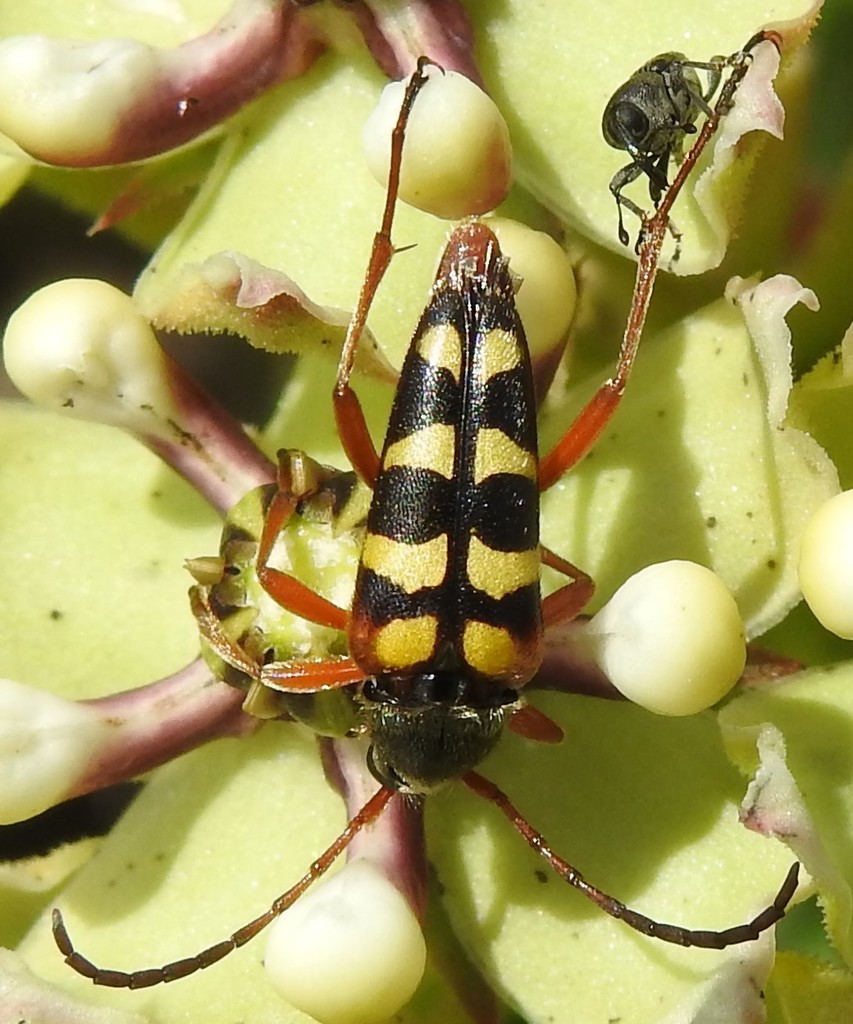 Typocerus sinuatus