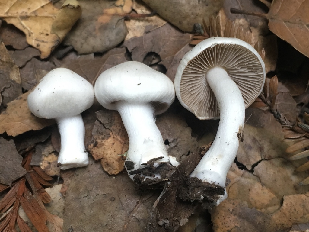 Inocybe insinuata