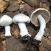 Inocybe insinuata - Photo (c) Damon Tighe, some rights reserved (CC BY-NC), uploaded by Damon Tighe