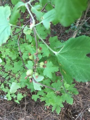 Ribes sanguineum