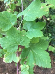 Ribes sanguineum