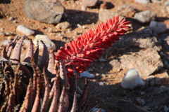 Aloe claviflora