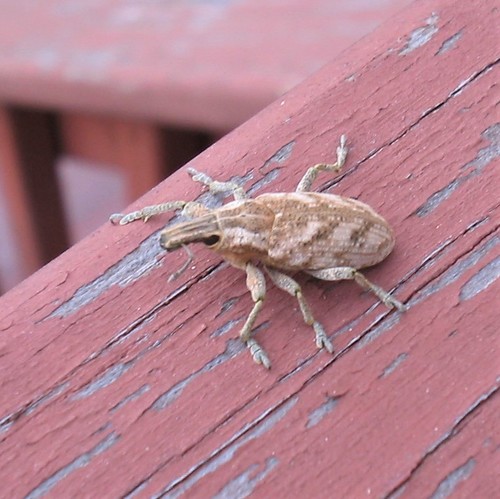 Large Thistle Weevil photo 5