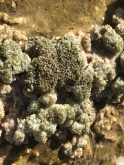 Ephydra