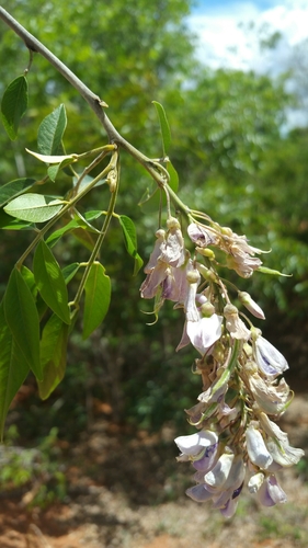 Mundulea menabeensis image