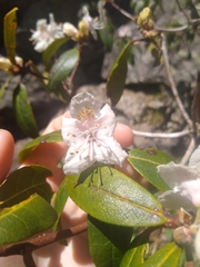 Rhododendron carolinianum