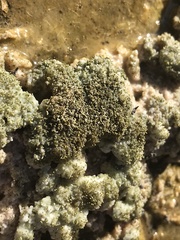 Ephydra