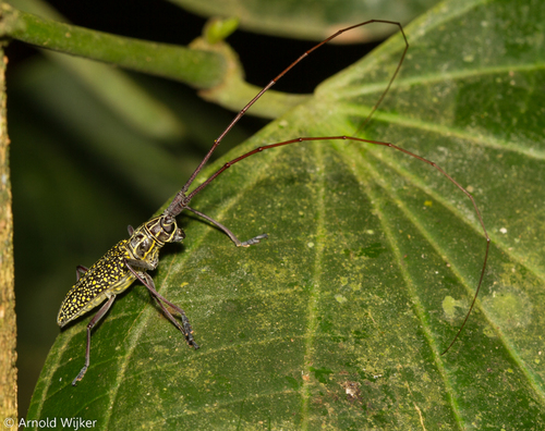 Pseudotaeniotes