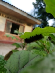 Pterygota