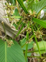 Cyperus
