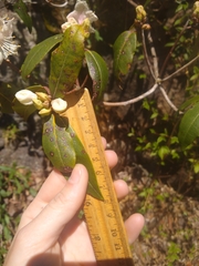 Rhododendron carolinianum