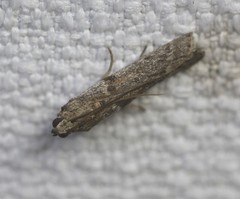 Homoeosoma vagella