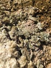 Ephydra