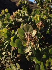 Arctostaphylos confertiflora