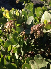 Arctostaphylos confertiflora