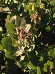 Arctostaphylos confertiflora