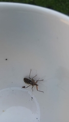 Cosmoclopius nigroannulatus