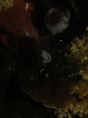 Antiopella longidentata