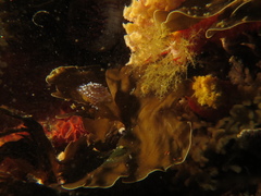 Antiopella capensis
