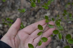 Cotoneaster lucidus