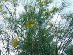 Parkinsonia aculeata