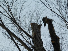 Melanerpes aurifrons