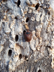 Botanochara macularia