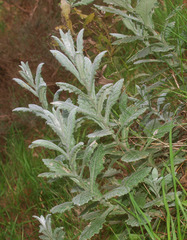 Senecio colensoi
