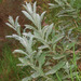 Senecio colensoi - Photo (c) Mike Lusk, some rights reserved (CC BY-NC), uploaded by Mike Lusk