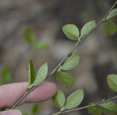 Cotoneaster lucidus