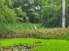 Ardea alba