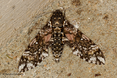 Manduca leucospila