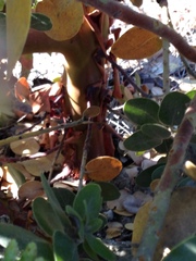 Arctostaphylos confertiflora