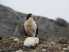 Daptrius albogularis