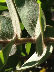 Arctostaphylos confertiflora