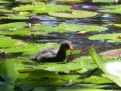 Gallinula tenebrosa