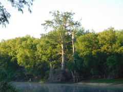 Taxodium mucronatum