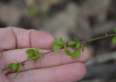 Berberis thunbergii
