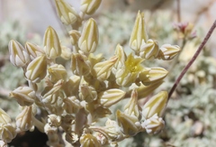 Dudleya abramsii affinis