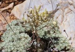 Dudleya abramsii affinis