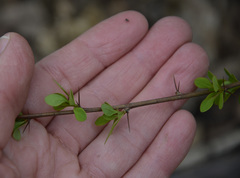 Berberis thunbergii