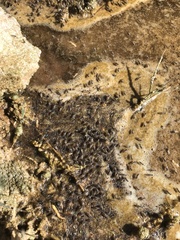 Ephydra