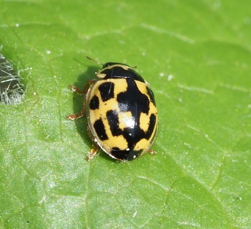 Fourteen-spotted Lady Beetle photographed in Michigan