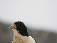 Daptrius albogularis