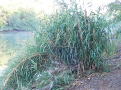 Arundo donax