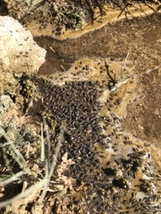 Ephydra