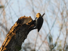 Melanerpes aurifrons