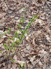 Berberis thunbergii